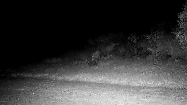Night footage, elusive hyena recorded on motion sensor camera in the bush