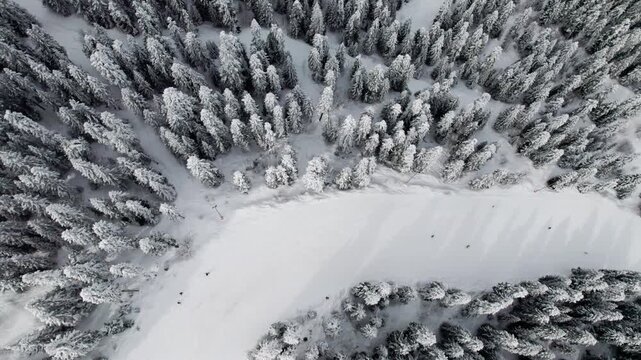 Aerial drone view of skiers and snowboarders on a wide snowy slope surrounded by pine trees in Svaneti, Georgia. Winter sports, mountain resort, scenic landscape, travel, outdoor activity