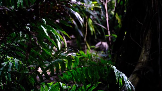 Young takahē flightless swamphen bird walking down forest trail through green ferns in Wellington, New Zealand Aotearoa