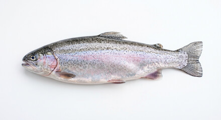 Fototapeta premium Single perfect raw whole fish on white background