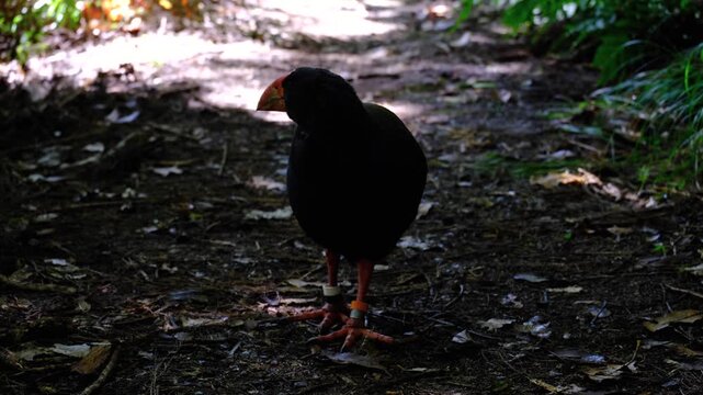 Beautiful adult takahē flightless swamphen bird facing towards camera on forest trail in Wellington, New Zealand Aotearoa