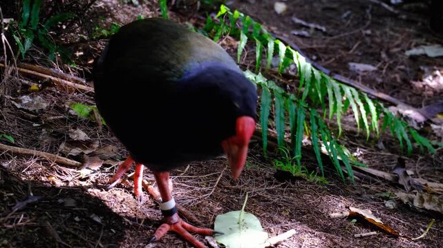 Close up of adult takahē flightless swamphen rail family bird on forest floor in Wellington, New Zealand Aotearoa