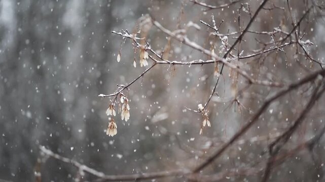 Snow falling slow motion around winged seed samaras in the bush