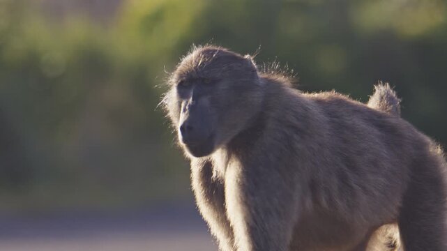 Baboon in Cape Town at sunset, standing calmly amidst nature