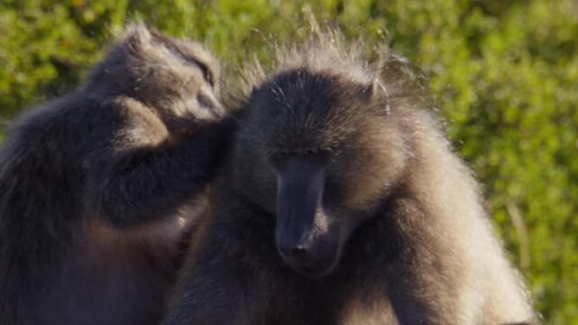 Social grooming of baboon family looking for fleas in Cape Town, telephoto