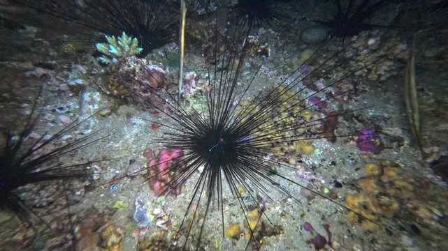 Handheld underwater night footage of a razorfish hovering among long spined sea urchins on sandy reef substrate at Looc Beach, Surigao, Philippines.