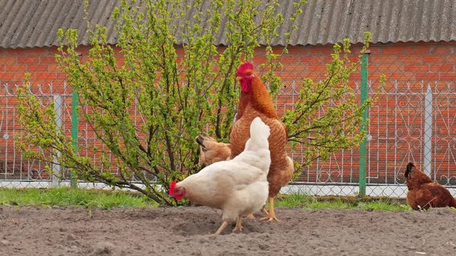Large red rooster and a flock of chickens foraging in a rural farm yard in spring.