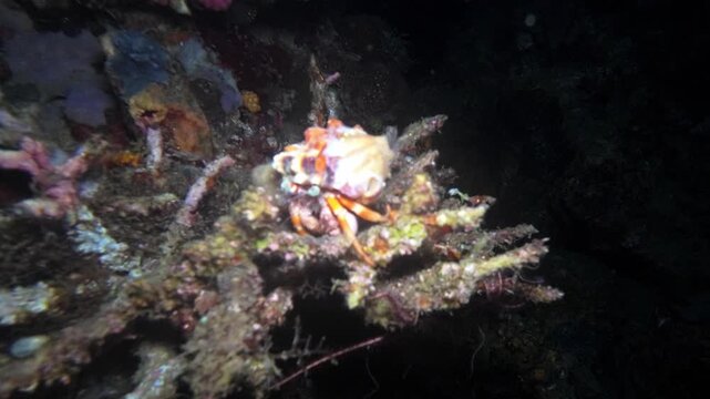 Close handheld underwater night footage of a jeweled anemone hermit crab crawling over coral-covered reef substrate at Looc Beach, Surigao, Philippines.