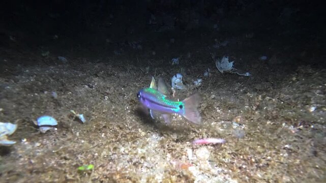 Close handheld underwater night footage of an eyeshadow cardinalfish hovering above sandy seabed and shell fragments at Looc Beach, Surigao, Philippines.
