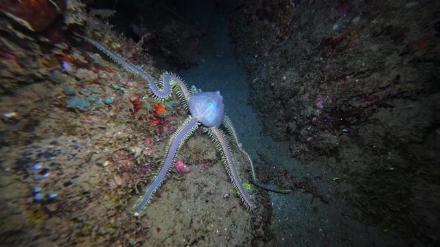 Close handheld underwater night footage of a brittle star crawling across reef-covered rock and sandy substrate at Looc Beach, Surigao, Philippines.