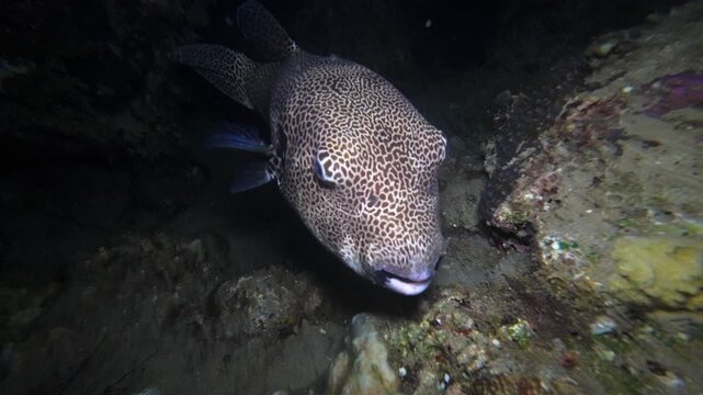 handheld underwater night footage of a map puffer fish moving through reef structure and sandy bottom at Looc Beach, Surigao, Philippines.