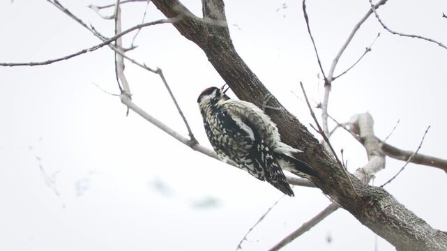 Yellow-bellied sapsucker - woodpecker close up pecking at a tree branch