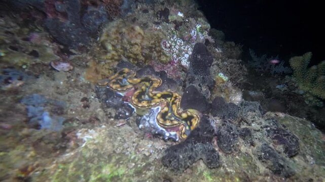 Close handheld underwater night footage of a maxima giant clam nestled among coral and reef growth at Looc Beach, Surigao, Philippines.