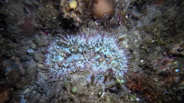Close handheld underwater night footage of a sea anemone on reef substrate with juvenile clownfish among the tentacles at Looc Beach, Surigao, Philippines.