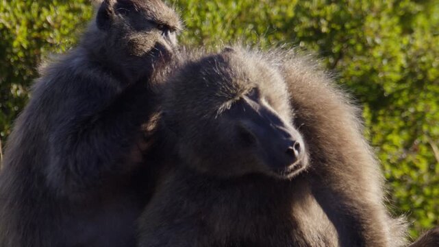 Sunset view of male Cape baboon being searched for fleas by female, slomo