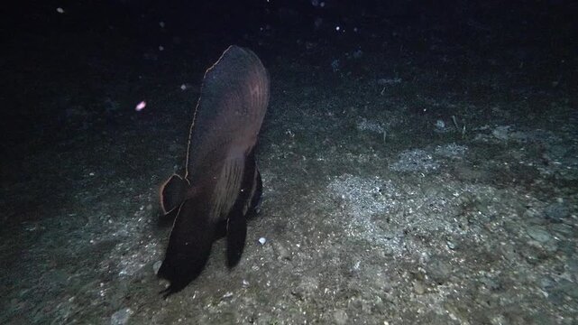 Close handheld underwater night footage of a juvenile pinnate batfish gliding over sandy seabed at Looc Beach, Surigao, Philippines.