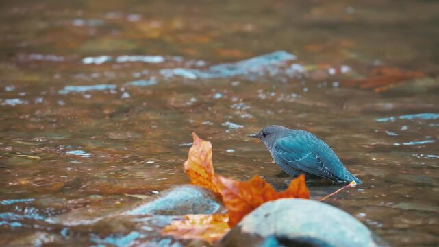 American Dipper (Cinclus mexicanus), Water Ouzel In Freshwater River In Autumn Forest. Close-up Shot