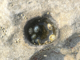Close-up of ancient marine fossils embedded in coastal rock, prehistoric seashell fossils on a beach stone surface, natural geological texture and paleontology background from the seashore. © Shuvro