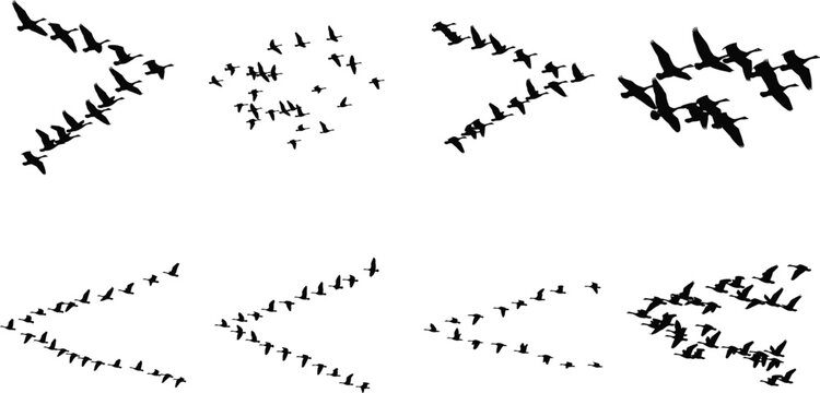 Bird flock silhouettes flying V formation icon illustration, migratory avian artwork design, nature wildlife motif concept symbol graphic, black white professional representation