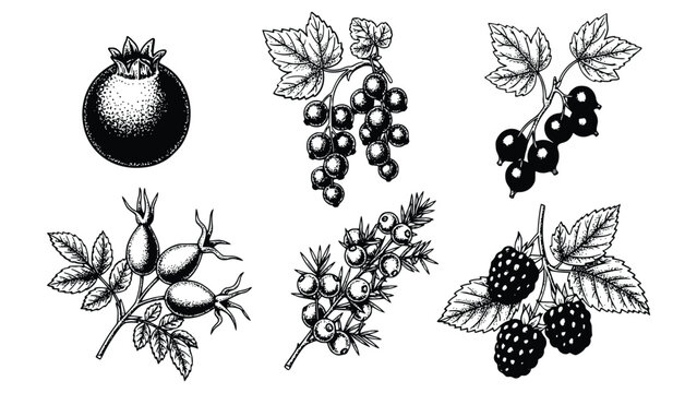 Various types of berries and leaves in a detailed black and white illustration