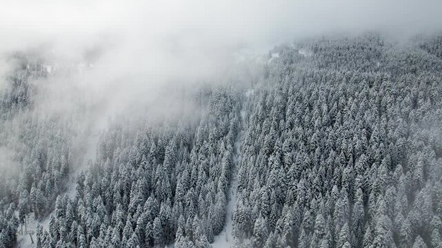 Drone flight over a snowy mountain slope with frosted pine trees. The drone moves through clouds and fog, creating a cinematic aerial view of winter nature and alpine landscape
