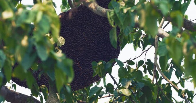 Honeycomb on big tree brant forest hive honey in nature food industry