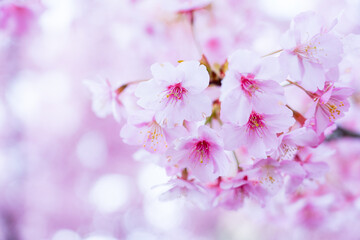 満開の桜の花のクローズアップ © 尚貴 黒石