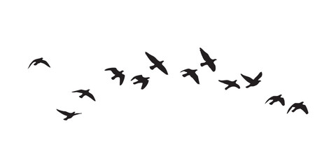 flock of birds on a white background.  flock of birds illustration © Ali