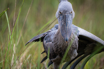 Majestic Shoebill Stork looking at camera in swamp © Janica