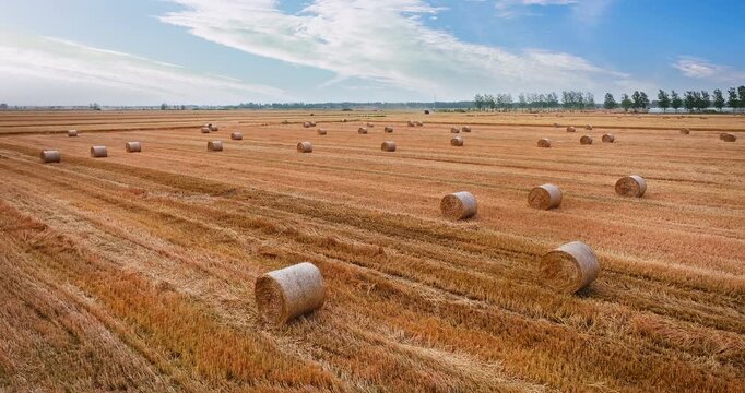 Harvested wheat field with round straw bales under a clear blue sky