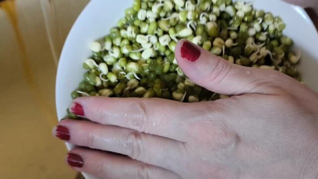 A woman washes sprouted mung beans in a plate under running water. Proteins, salad.