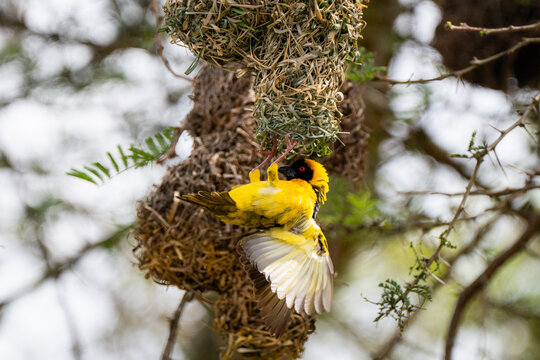 Village weaver bird building its nest in a tree