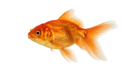 Fototapeta premium Vibrant orange goldfish isolated on transparent background swimming