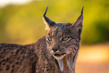 Fototapeta premium Iberian Lynx watching in Castilla La Mancha, Spain.