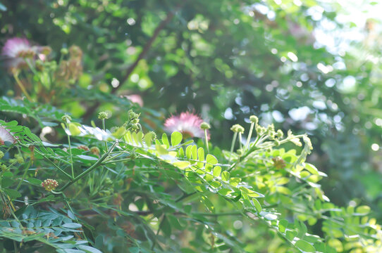 Rain tree or Samanea saman, LEGUMINOSAE MIMOSOIDEAE and flower