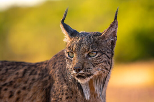 Iberian Lynx watching in Castilla La Mancha, Spain.