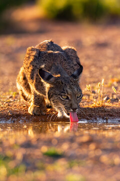Iberian Lynx drinking water in Castilla La Mancha, Spain.