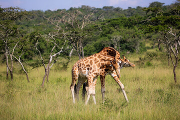 Two giraffes fighting or necking in the wild savanna © Janica