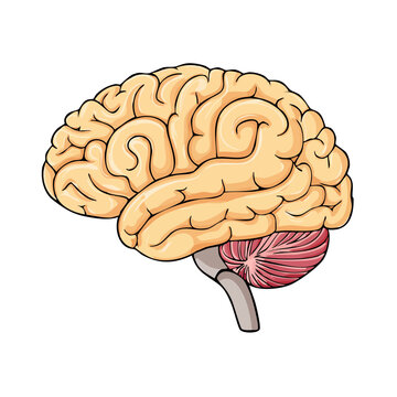 Detailed illustration of the human brain with cerebellum and brainstem visible in profile