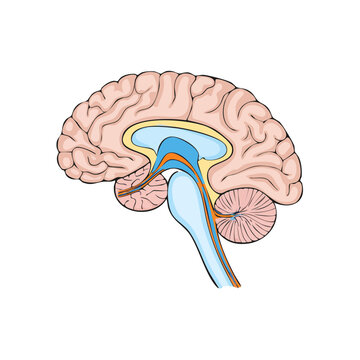 Sagittal cross-section diagram of the human brain highlighting cerebral cortex and internal structures