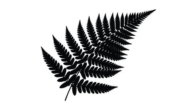 Elegant fern frond detailed in a striking black silhouette
