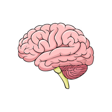 Detailed human brain anatomy illustration with cerebellum and brainstem in pink and yellow tones