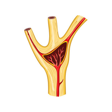 Anatomical illustration of a bifurcating artery branching into smaller vessels within connective tissue