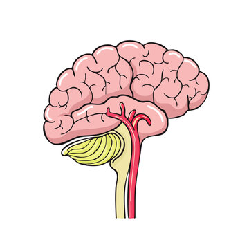 Detailed illustration of a human brain and cerebellum showing major arteries and blood vessels in a sagittal view