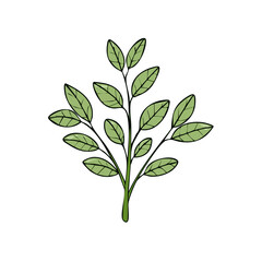Obraz premium Delicate green leaves and stem illustration on a white background