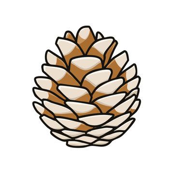 Isolated detailed illustration of a single pine cone with brown scales and white tips