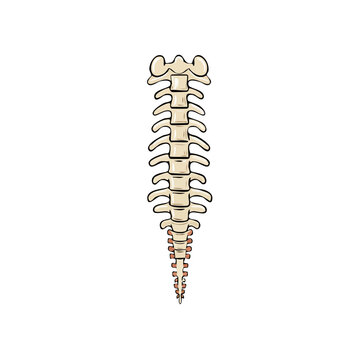 Human spine illustration showing vertebral column and tailbone detail