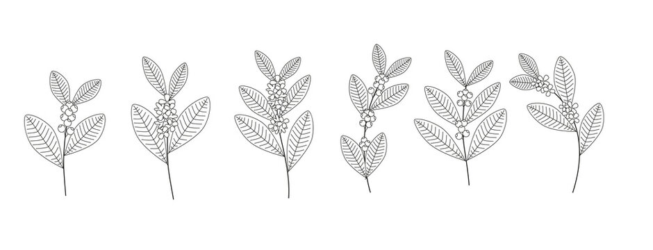 Botanical Illustration of Yerba Mate Leaves and Berries Line Art