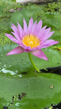 Vertical view shows pink lotus flower elevated above aquatic foliage across pond surface forming a harmonious botanical composition. Mindful living.