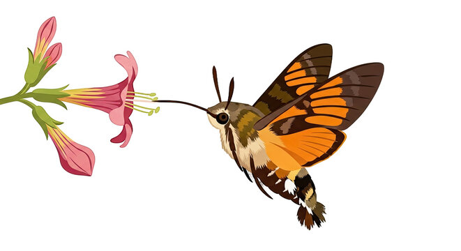 Hummingbird Moth Feeding on Flower.